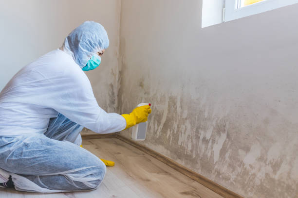 Licensed Mold Remediation service in Franklin, PA - Car Mold Remediation